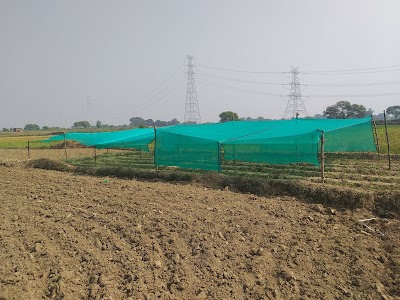 PRAKASH HI-TECH NURSERY