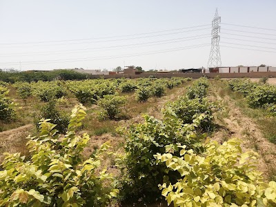 Orion Organic Farm