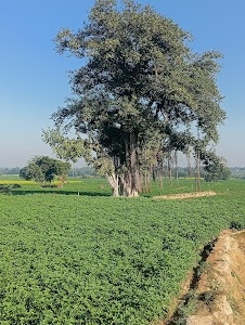 Kherewali maiya mandir
