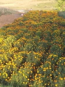 Manikpur Sani