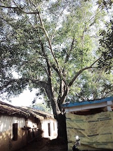 Boriya