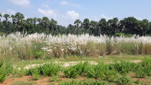 Chipurupalle