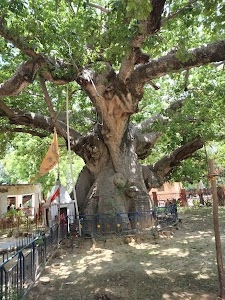 Parijaat Tree
