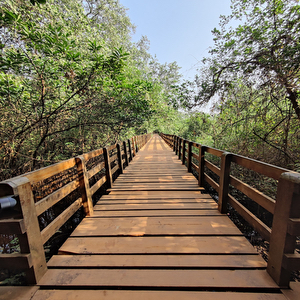 Mangrove Board walk karwar