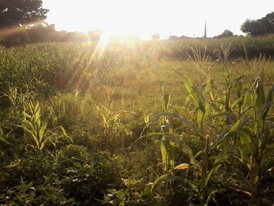 Subaspur