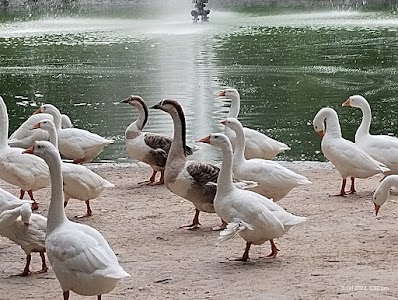 Lodhi gardens