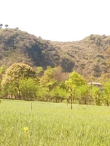 Dohandi