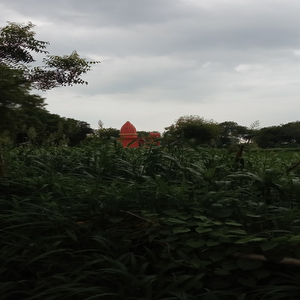 Zabran Pur