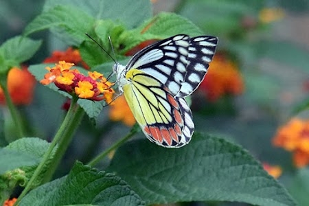 ButterflyPark