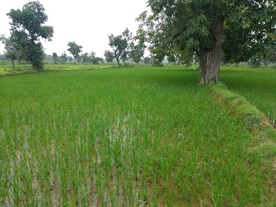 Pandripani