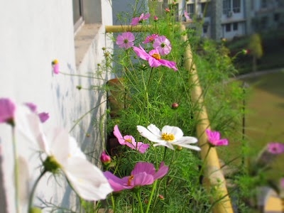 Kazipara