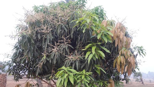 Maniyarpur