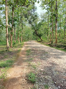 Barduar Tea Garden No.3