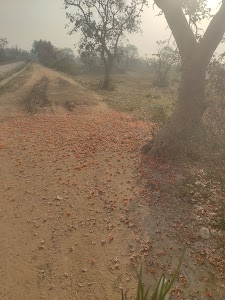 Gayalikocha