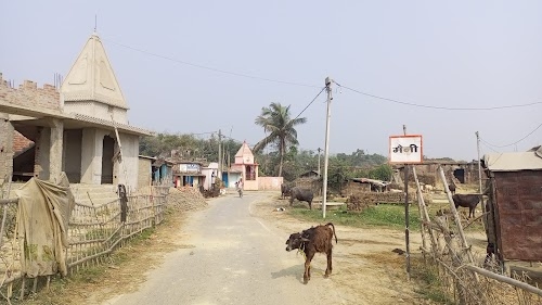 MAINI , मैनी