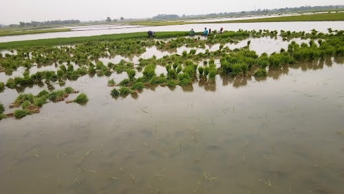Panangadu