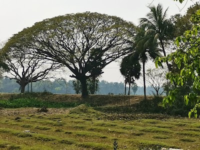 Belari