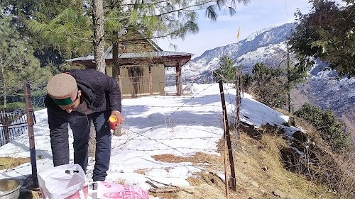 Daleep Singh orchard funja