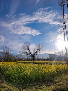 Kunzar