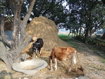 Dhela