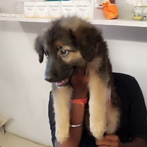 Golu dog kennel & pet shop