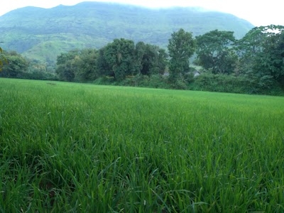 Pradip Gambhire