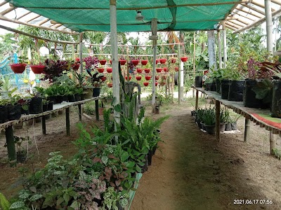 CHANDRUPAL NURSERY AND PLANTS