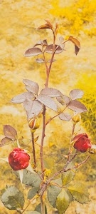Bhuapur