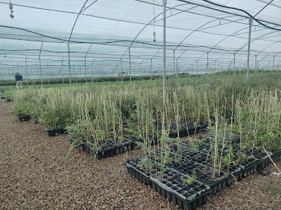 Rajasthan Olive Cultivation Limited
