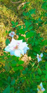 Verma family Memory Garden