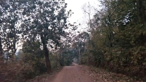 Pithabata