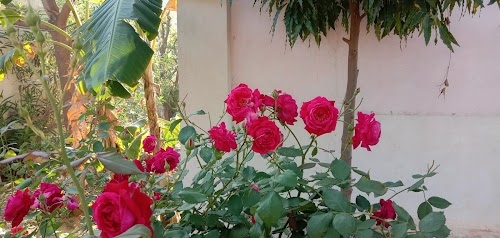 Jahaj