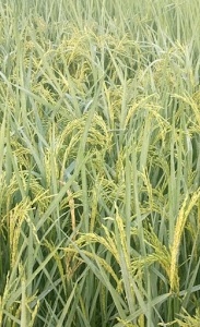 Kannauj Mandi Khushali Krishi Kendra