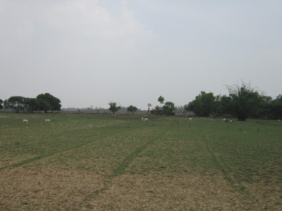 Taleya Khas