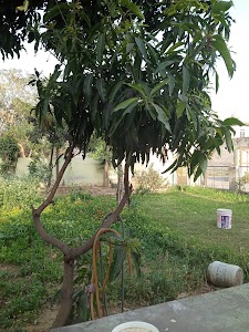 Bilaspur