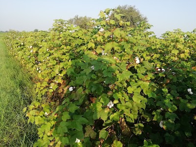 Visat Vegetable Undra