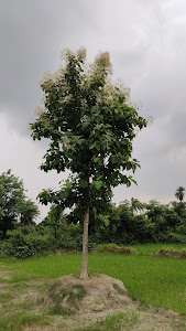 Daudnagar