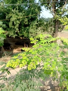 Arjun Pan Bhandar