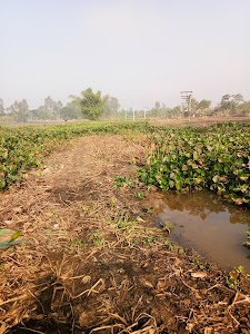 Dongabori Gaon Panchayat