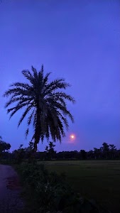 Hinguli
