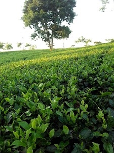 Namchic Tea Estate