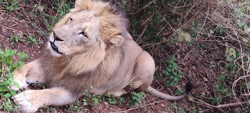 Lion safari