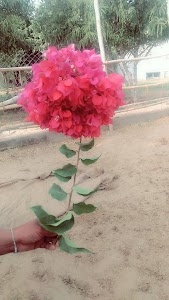 Mukharji Park