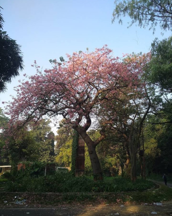 Company Garden