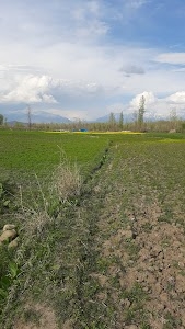Sadura