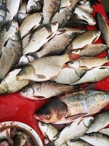 Harola Chicken Fish Market