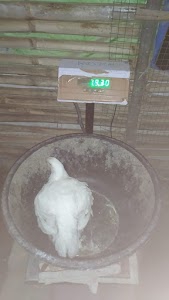 Santana poltry farm chimisai