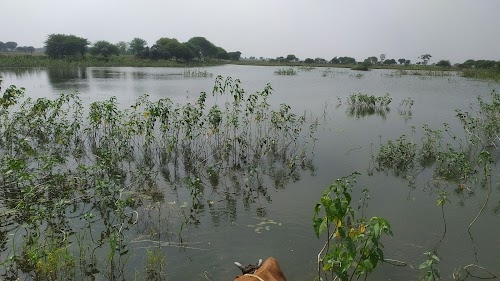 Asakhedi