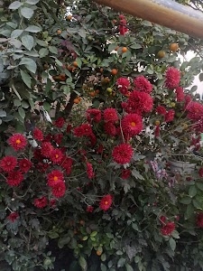 Kabirpur