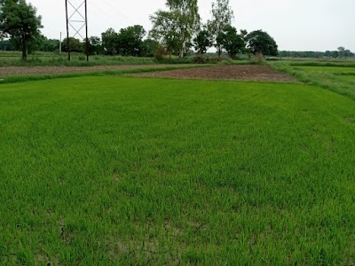 Limadiya